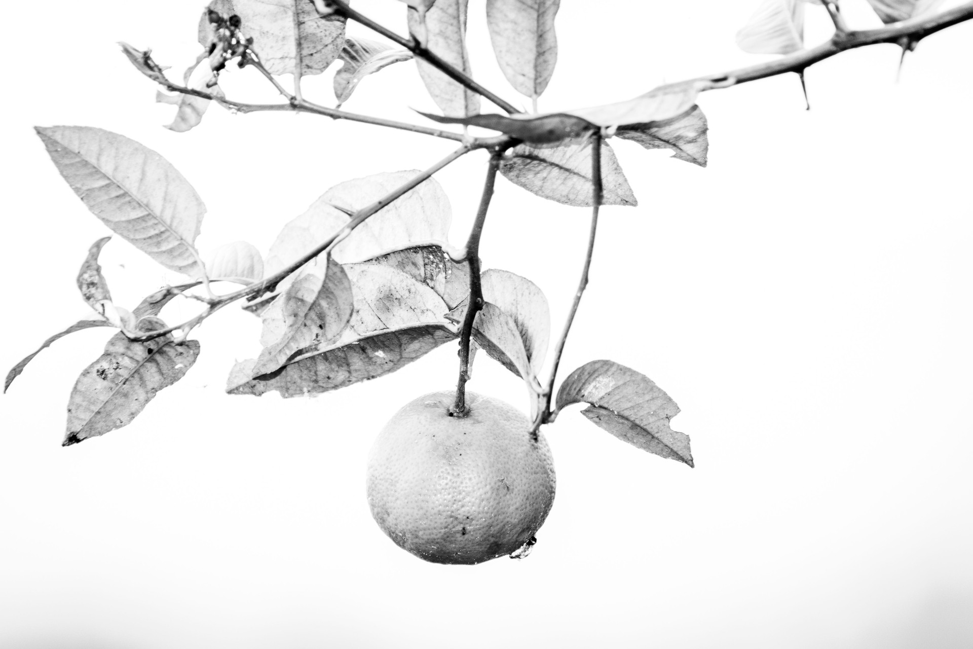 Black y white lemon on the tree in the garden.