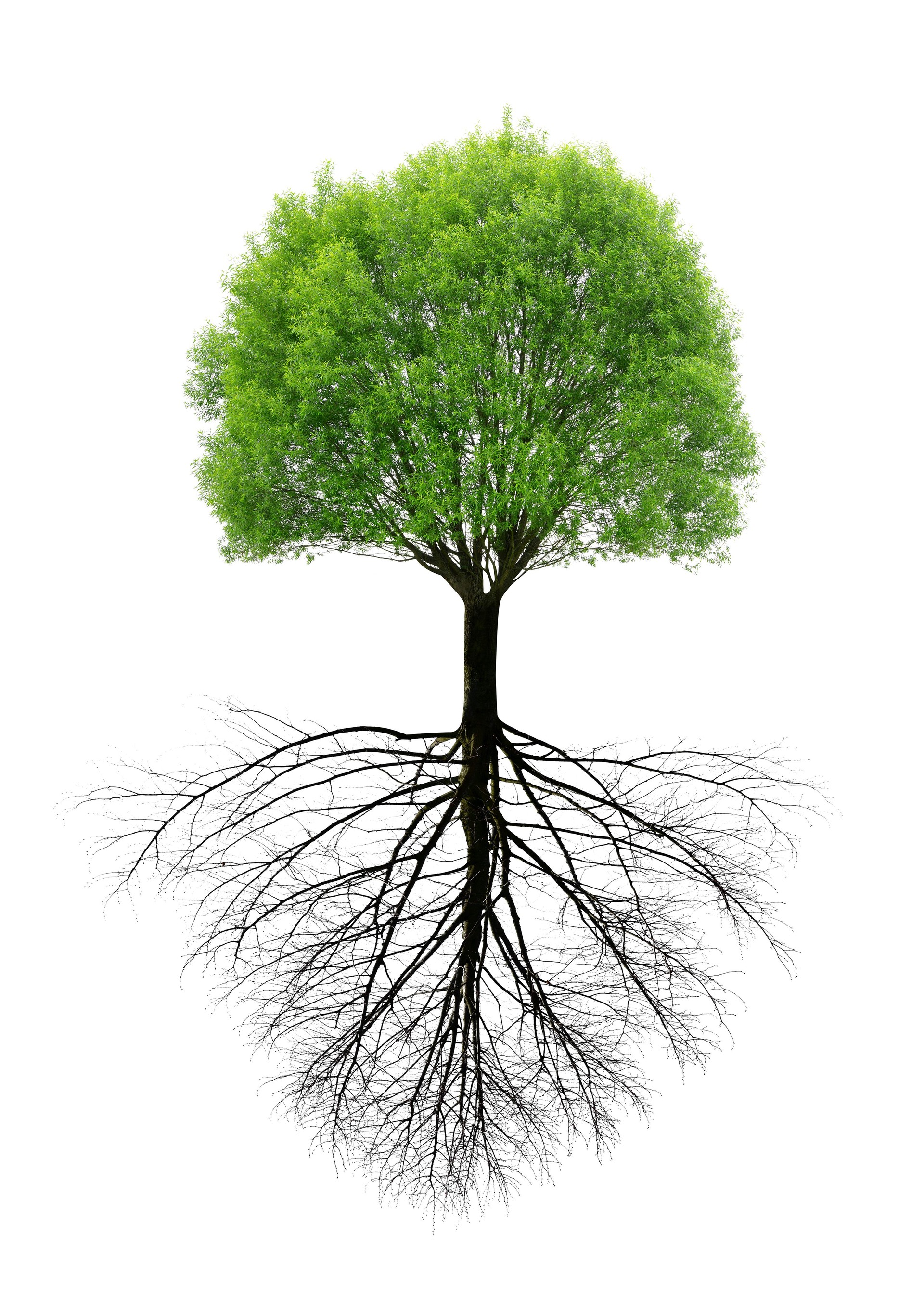 Green spring tree with a root.