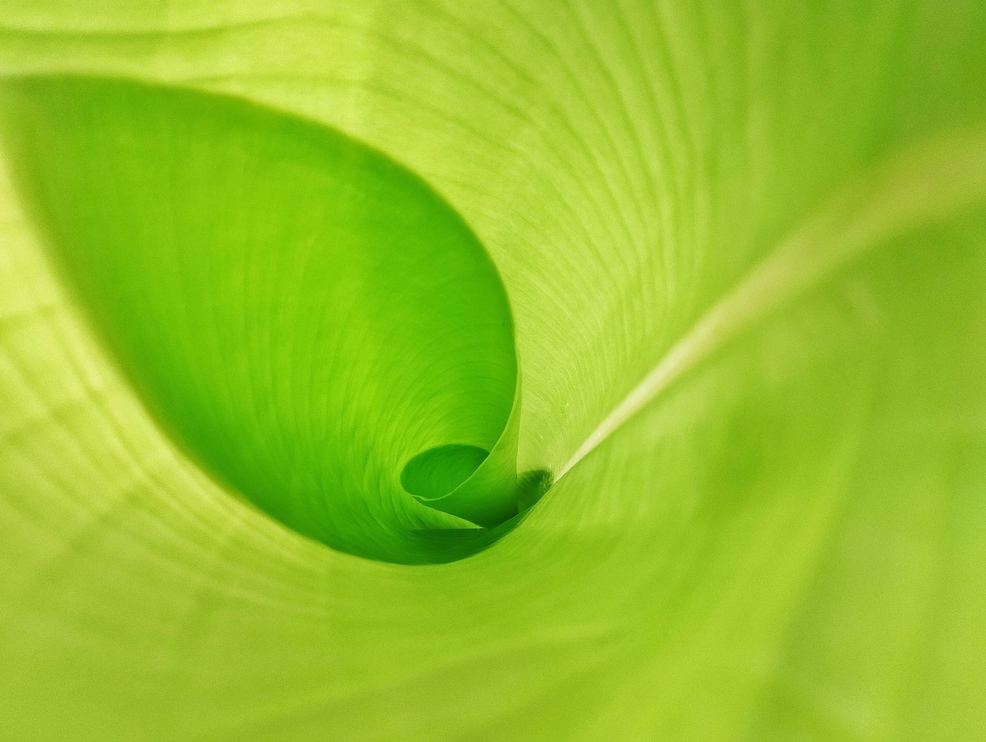 Close up banana leaf surface texure background