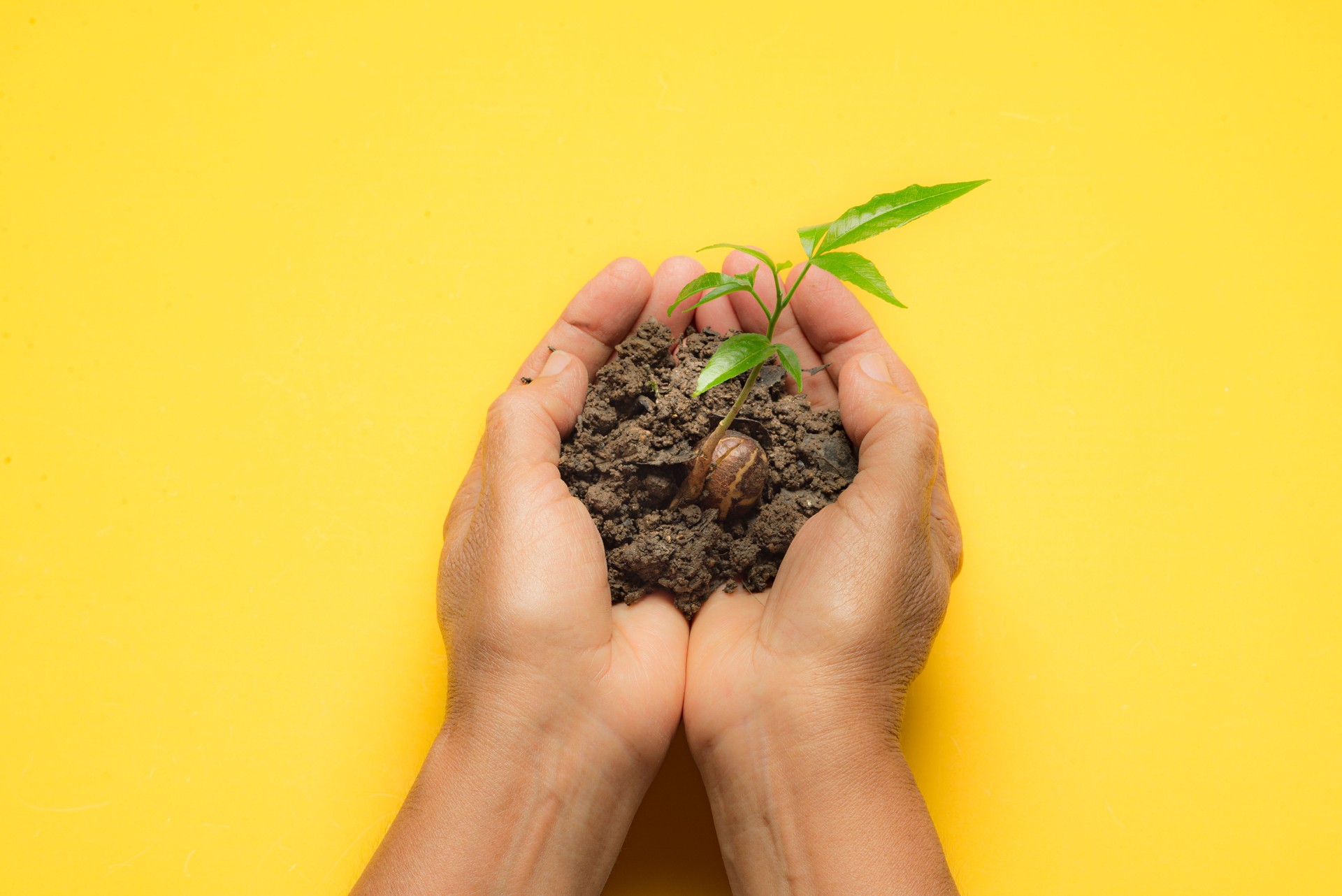 Hands of woman with plant over yellow color background in Arbor Day