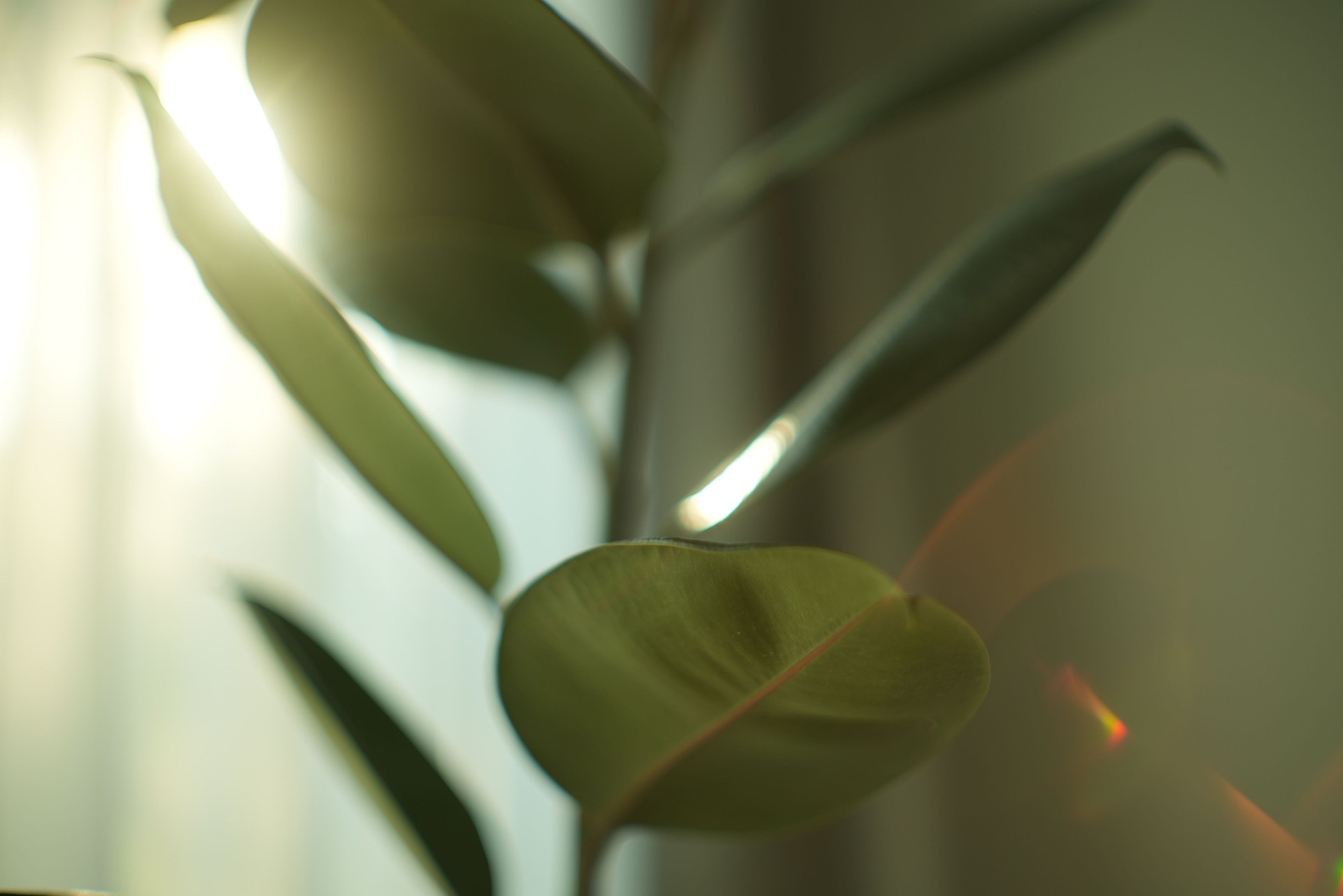 Indian rubber plants at home.